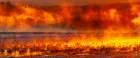 USA-New Mexico-Bosque Del Apache National Wildlife Refuge Panorama of birds in water at sunrise Art Print